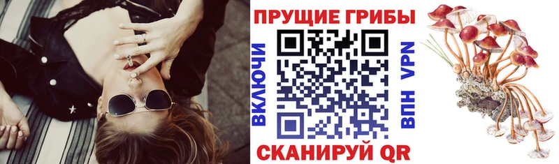 Галлюциногенные грибы Psilocybine cubensis  Зуевка 